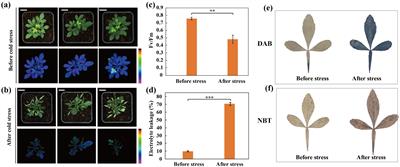 Full-length single-molecule sequencing uncovers novel insight into the global landscape of the cold stress response in trifoliate orange (Citrus trifoliata)